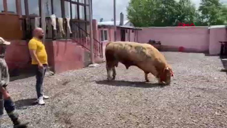 1 ton 150 kiloluk boğa ikinci el otomobil fiyatına satıldı - Resim: 6